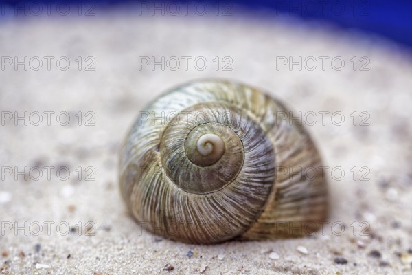 Empty snail shell in the sand, shell, spiral, shell, decoration, symbolic photo cycle of life, Tao,