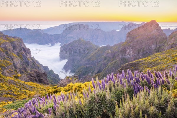 View from Pico do Arieiro of mountains over clouds with Pride of Madeira flowers and blooming