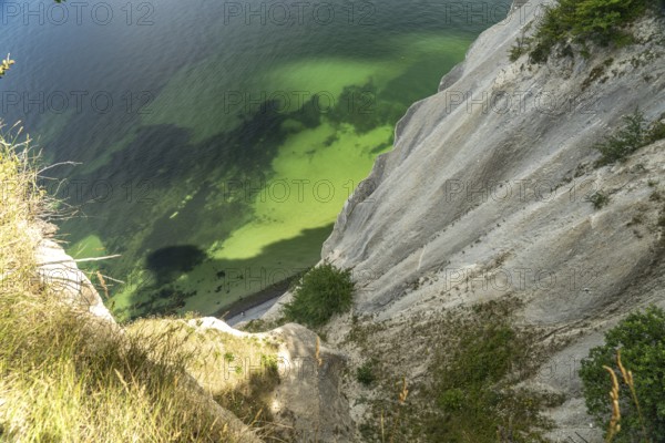 Cliffs and chalk cliffs Møns Klint, Mön Island, Denmark, Europe