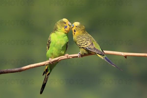 Budgerigar (Melopsittacus undulatus), adult, pair, male, female, two, in perch, courtship, social