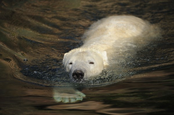 A polar bear swimming calmly on the water, polar bear (Ursus maritimus), captive
