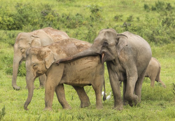 Indian elephants (Elephas maximus indicus), Khiri Khan, Hua Hin, Kui Buri National Park, Thailand,