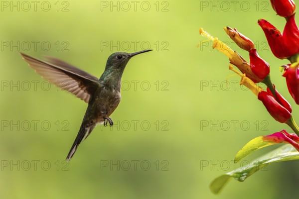 Brown-tailed Amazon (Amazilia tzacatl), Hummingbird (Trochilidae), Swiftbirds (Apodiformes), Laguna