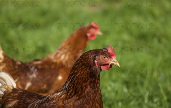 Wesel, North Rhine-Westphalia, Germany, Free-range organic chickens in a meadow in front of a