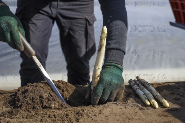 Wesel, North Rhine-Westphalia, Germany, Harvest workers from Eastern Europe harvest the first