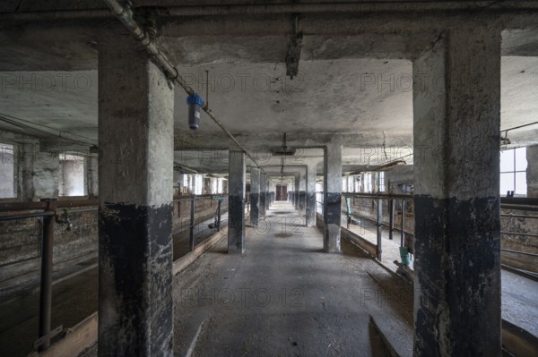 Empty cowshed of a former LPG of the GDR, Mecklenburg-Vorpommern, Germany, Europe