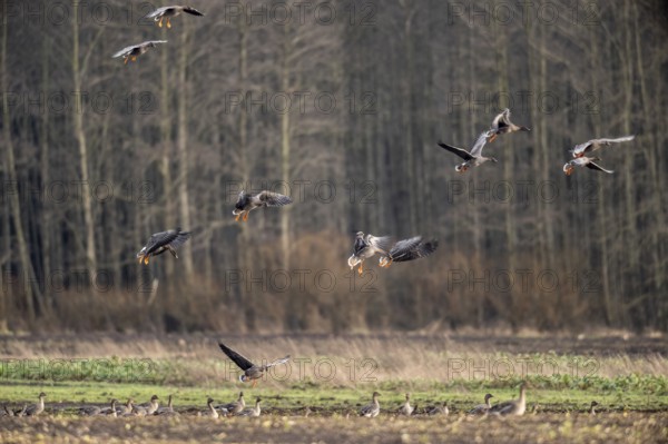 Bean geese (Anser fabalis), flying, Emsland, Lower Saxony, Germany, Europe