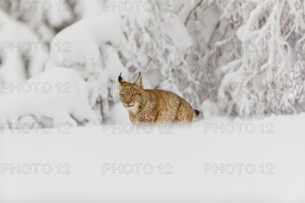One young male Eurasian lynx, (Lynx lynx), walking through deep snow covered undergrowth in a
