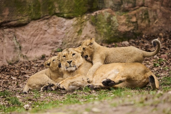 Asiatic lion (Panthera leo persica) female (mother) with her cubs, captive