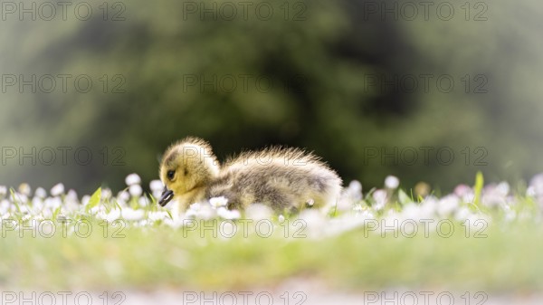 Canada goose chicks (Branta canadensis) lying in the grass and daisies, looking for food, close-up,