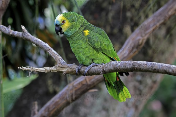 Yellow-headed Amazon (Amazona oratrix), adult, on wait, on tree, Central America, Central America
