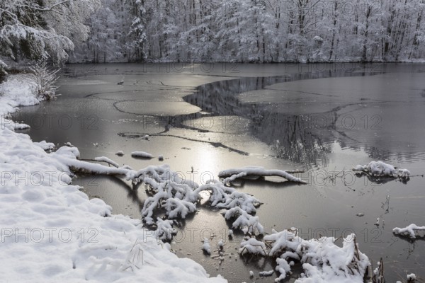 Winter at the Merzteich pond in Friedewald near Niederau, Moritzburg pond area, Saxony, Germany,