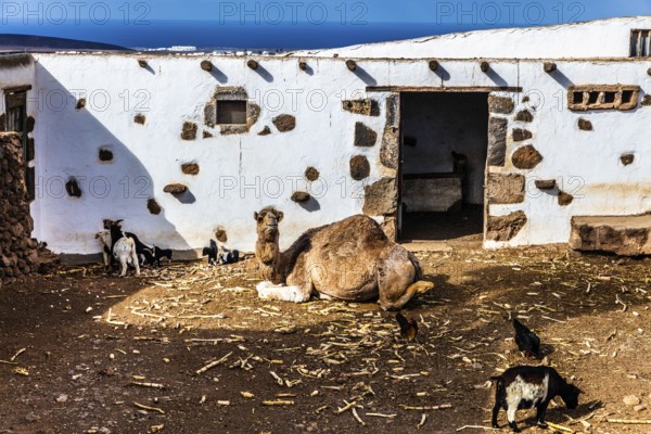 2016, Tiagua, Lanzarote, Farm Museum El Patio, Tiagua, ESP, Spain, Canary Islands, Canary Islands,