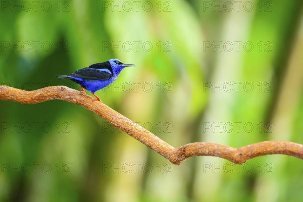 Red-footed honey suckers (Cyanerpes cyaneus), tanagers (Thraupidae), Alajuela, Costa Rica, Central