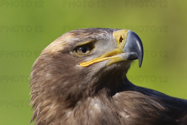 Steppe eagle (Aquila nipalensis) adult bird of prey head portrait, England, United Kingdom -
