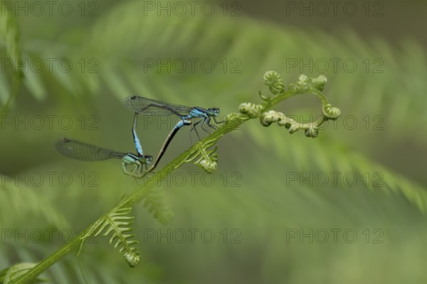 Blue tailed damselfly (Ischnura elegans) adult male and female insects mating on a Bracken plant