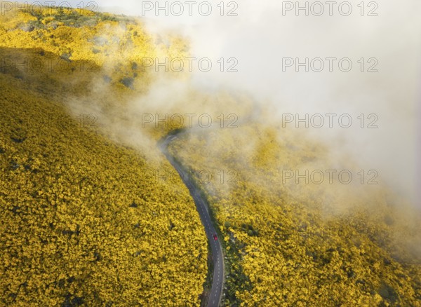 Aerial view of road with red car among yellow Cytisus blooming shrubs near Pico do Arieiro,