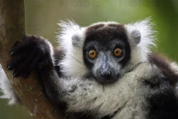 Black-and-white ruffed lemur (Varecia variegata), Le Palmarium reserve, Ambinaninony, Atsinanana,