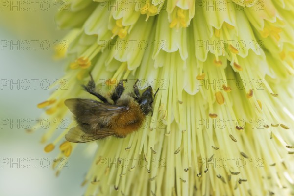 Bumblebee (Bombus spp) adult bee feeding on a Red-hot poker flower in an urban garden in summer,