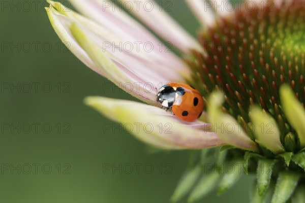 Seven-spot ladybird (Coccinella septempunctata) adult insect on a garden flower in summer, England,