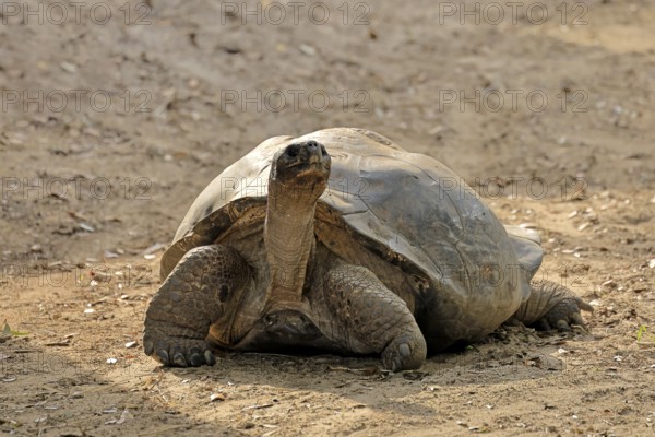 Galapagos giant tortoise (Chelonoidis niger), adult, foraging, captive, Galapagos Islands, Ecuador,