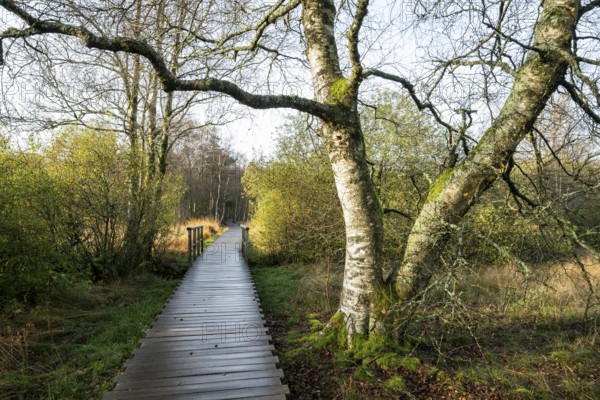 Plank path and bog birch (Betula pubescens) Schwarzes Moor, near Fladungen, Bavarian Rhön Biosphere