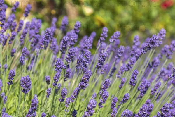 Blooming lavender in summer garden with green background, Netherlands
