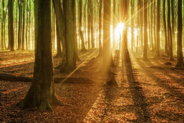 The setting sun shines brightly through a near-natural beech forest (Fagus sp.), Stubnitz forest