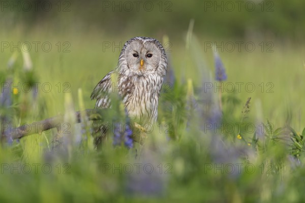 One Ural owl (Strix uralensis) sitting on a branch lying in a field of flowering lupines in late