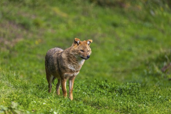 One golden jackal (Canis aureus) standing on green grass on a sunny day