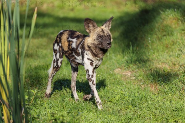 An African Wild Dog, Lycaon pictus, runs across a green meadow in bright sunlight