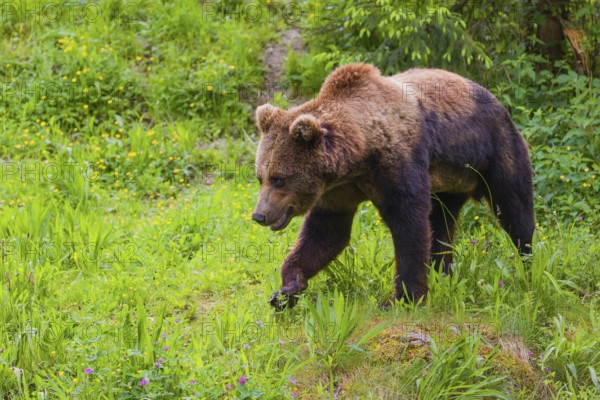 A young male Eurasian brown bear (Ursus arctos arctos) runs down a hill across a green meadow