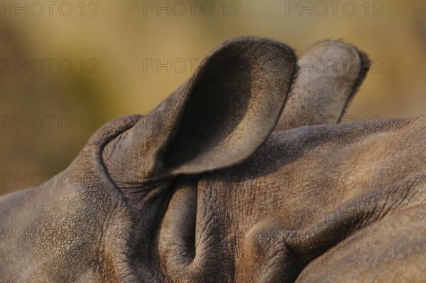 Close-up of a rhinoceros ear with rough, brown texture in a natural environment, rhinoceros