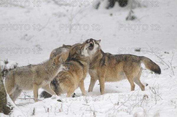 A pack of wolves interacting loudly in the snow, surrounded by a wintry forest, Eurasian wolf