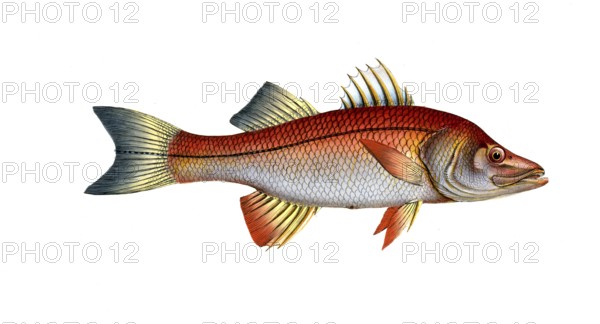 Fish, fish, genus of the umber fish family, Sciaena undecimalis, the Elevan-ray, Historical,
