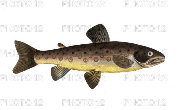Fish, Fish, Salmon family, Salmo fario, Rock trout, Forest trout, Historical, digitally restored