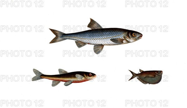 Fish, fish, top: Genus of carp fish, Cyprinus leuciscus, the Dace. bottom left: Genus of carp fish,