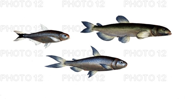 Fish, Fish, left: Salmon family, Salmo melanurus, tail-spotted Salmon family, Salmon, top right: