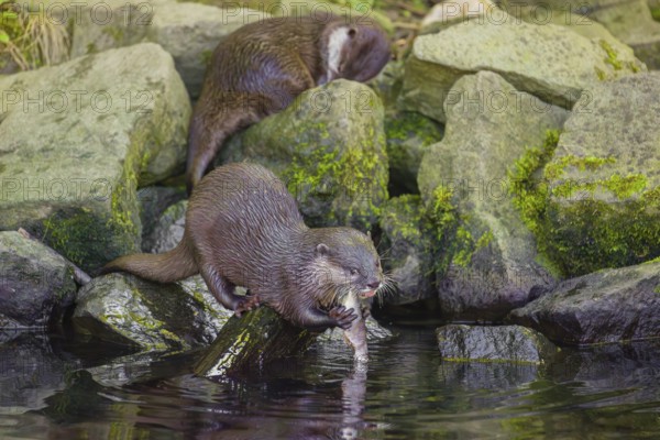 Two oriental small-clawed otter or Asian small-clawed otter (Aonyx cinerea) are standing on a rocky