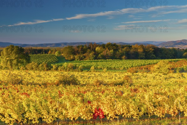 Vineyards near Langenlois, Lower Austria, Austria, Europe
