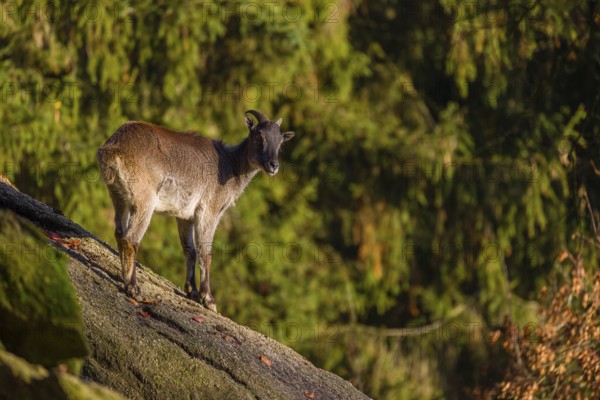 A female Himalayan tahr (Hemitragus jemlahicus) stands on a steep rocky slope. In the background is