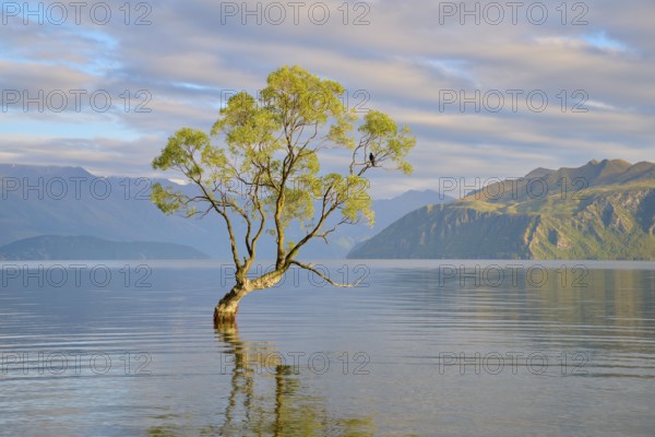 Single tree in the lake gently reflected, mountains in the background, calm atmosphere, summer,