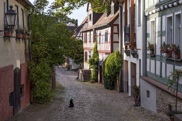 Tranquil alley, old half-timbered houses, houses, cat, idyll, Felix Lahnstein Strasse, historic old
