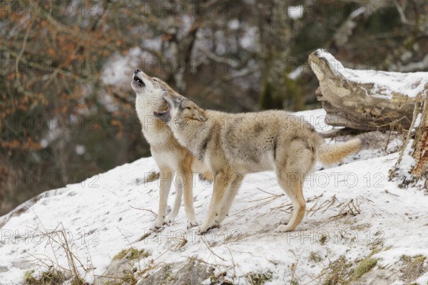 A young grey she-wolf (Canis lupus lupus) stands side by side with her mother, howling together in