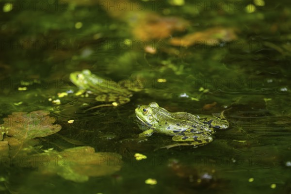 Edible frog (Pelophylax esculentus) in a little lake in the water, Bavaria, Germany, Europe