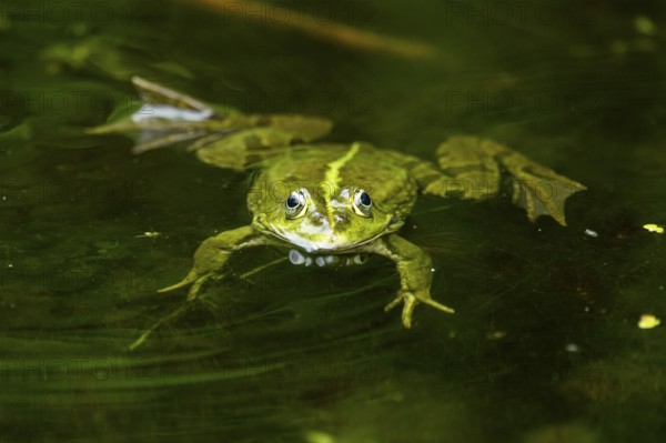 Edible frog (Pelophylax esculentus) in a little lake in the water, Bavaria, Germany, Europe