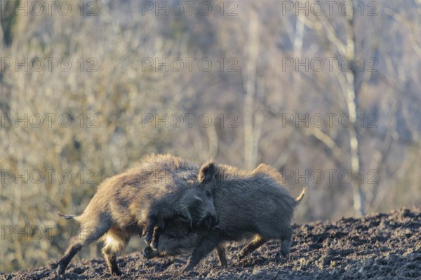 Two young wild boars (Sus scrofa) play fighting and dominance on a frozen field on a sunny day. A