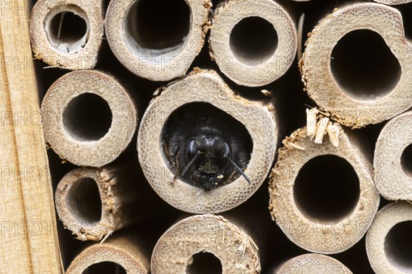 Horned mason bee (Osmia cornuta), looking out of its nesting tube, insect hotel, Oberhausen, Ruhr