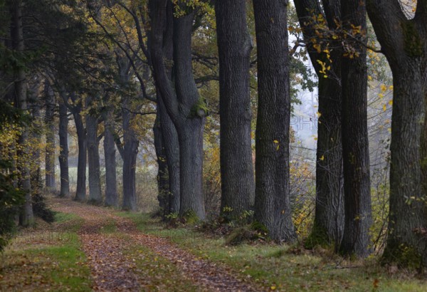 Oak avenue with morning mist in autumn, Gmünd, Waldviertel, Lower Austria, Austria, Europe