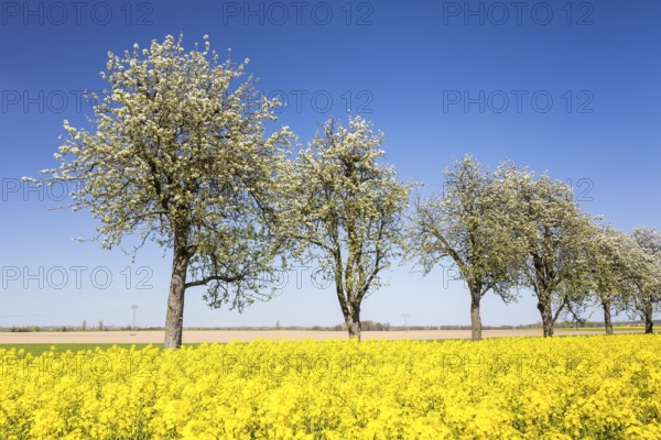 Flowering fruit trees and rape field (Brassica napus) in bloom, near Ganzig, Liebschützberg,